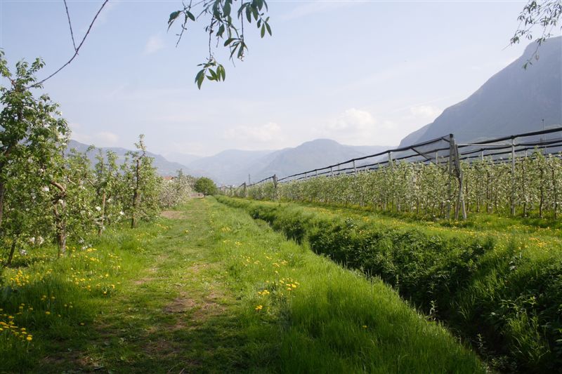 Nelle campagne di Bolzano...con un po'' di fortuna...